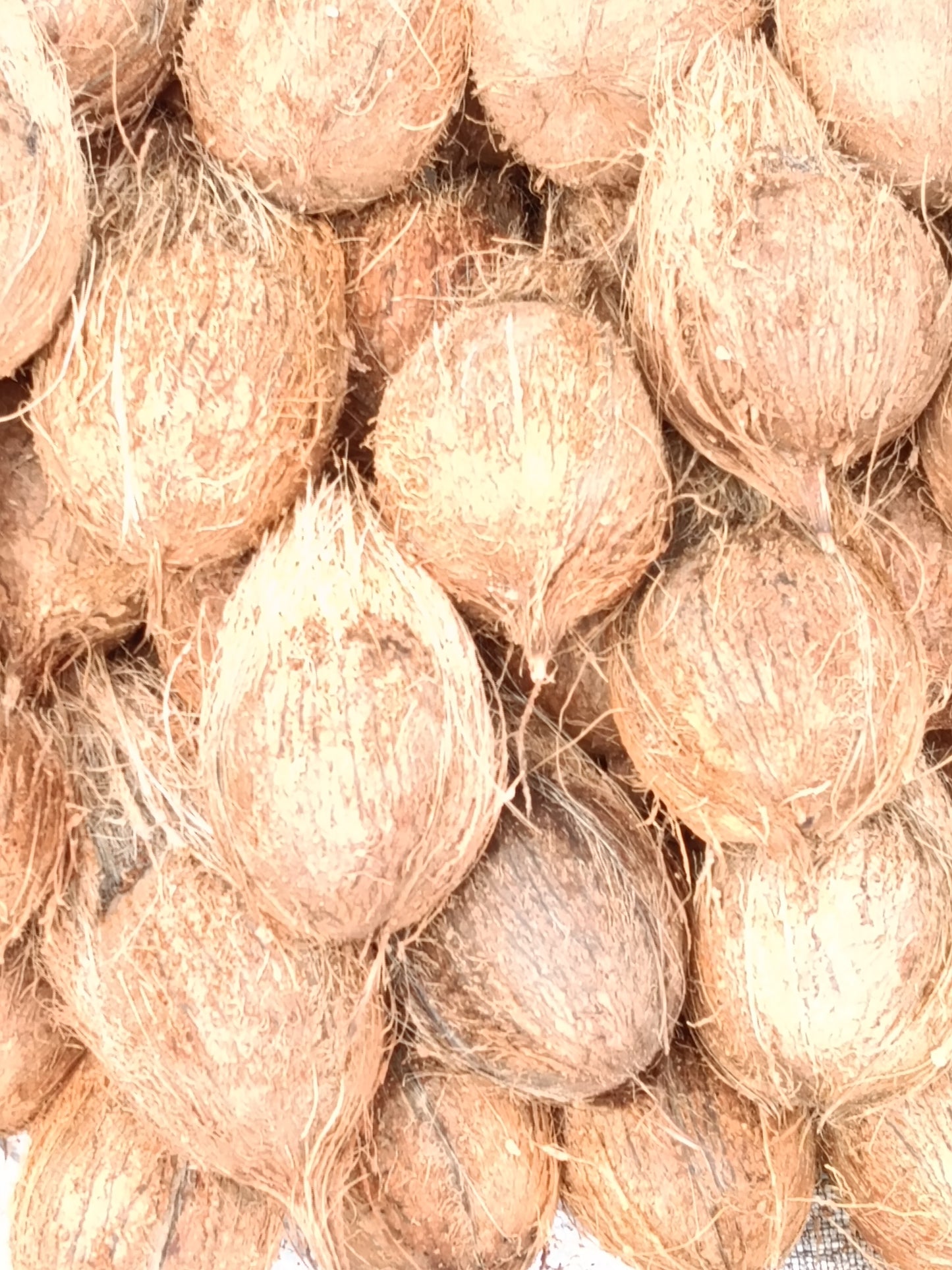 Coconut