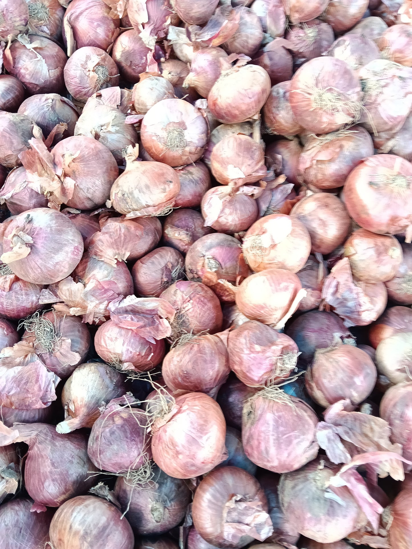 Onion