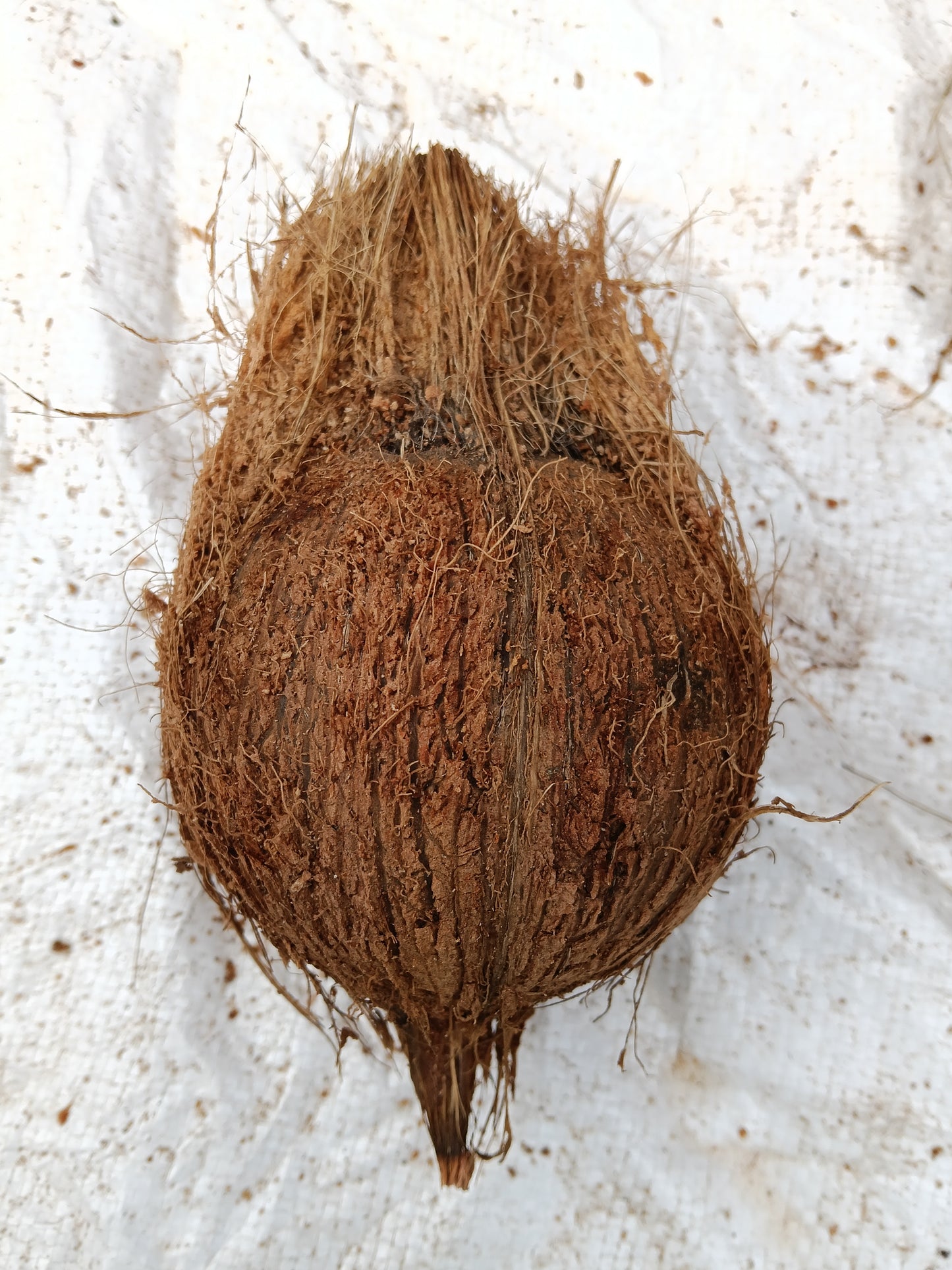 Coconut