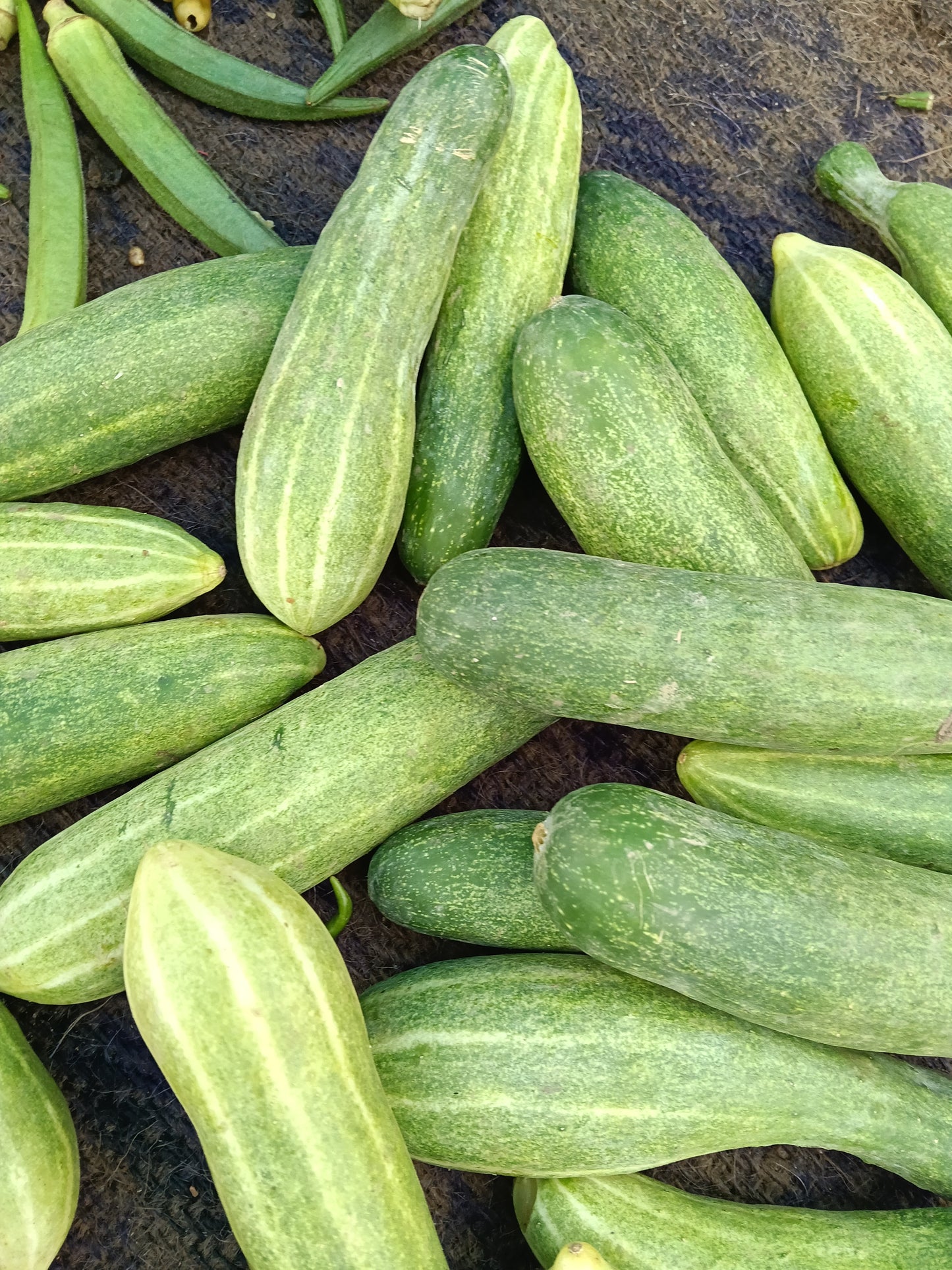 Kakudi