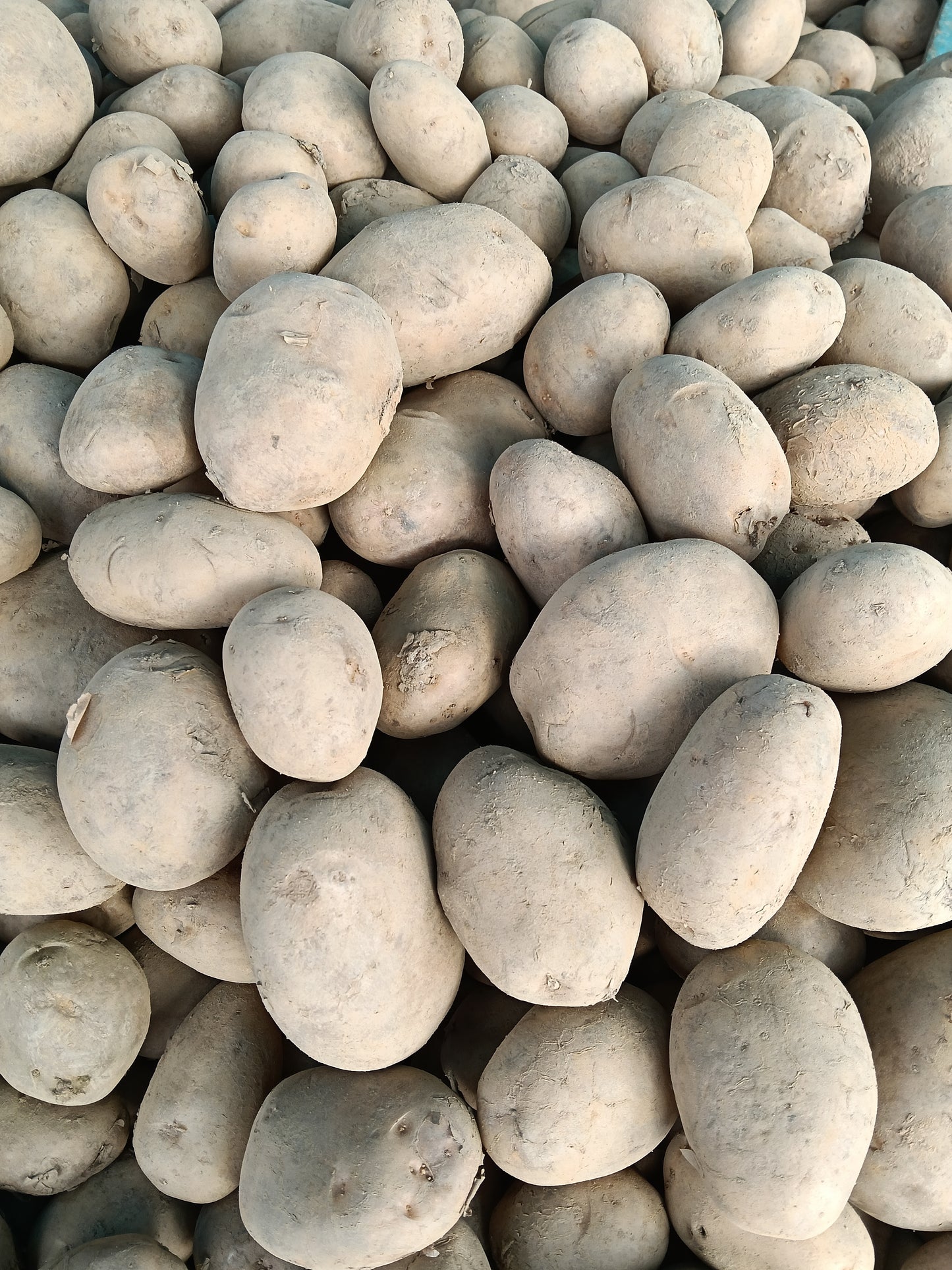 Potato