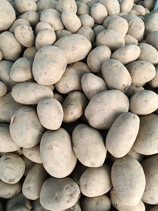 Potato