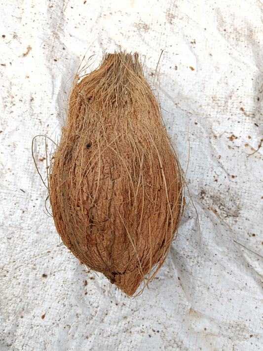 Coconut